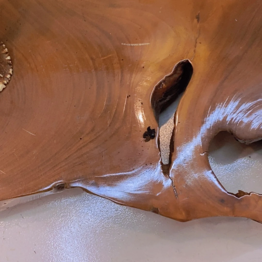 【闪购商品】骨瓷摆件叶***装