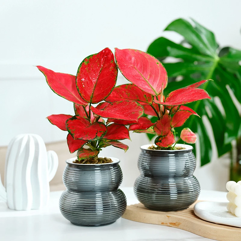 【如意皇后】吉利红室内颜色自然年宵花观叶植物小桌面吸水盆栽绿植