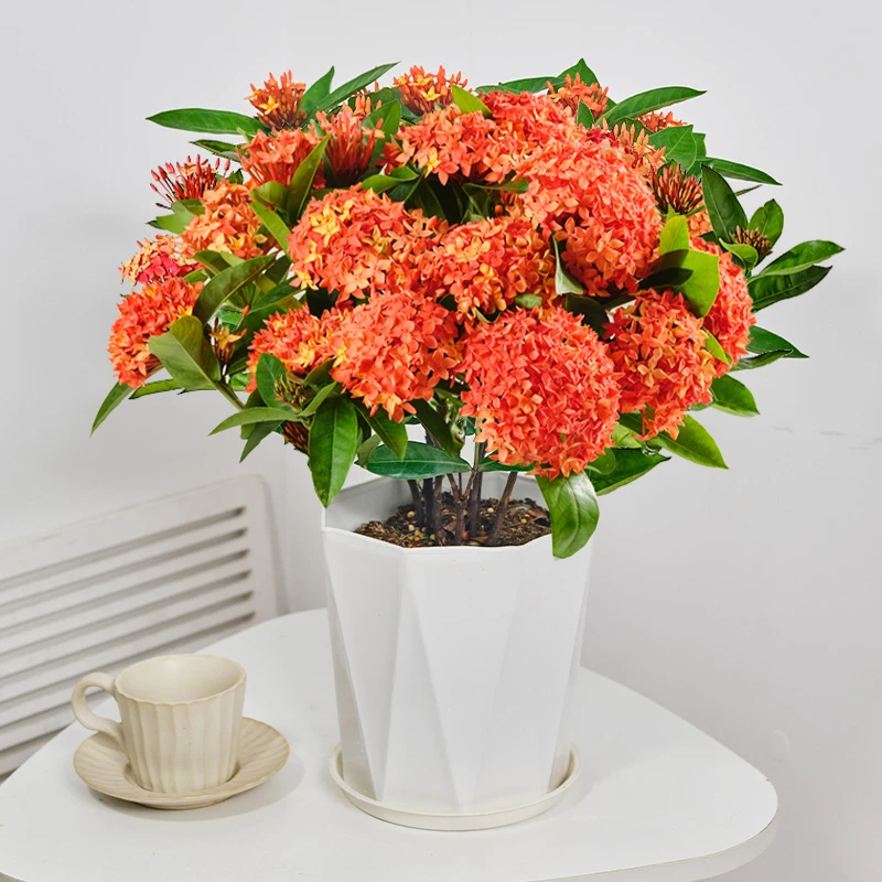 【龙船花】水绣球花卉植物室外室内阳台好养活开花美观花苗庭院窗台