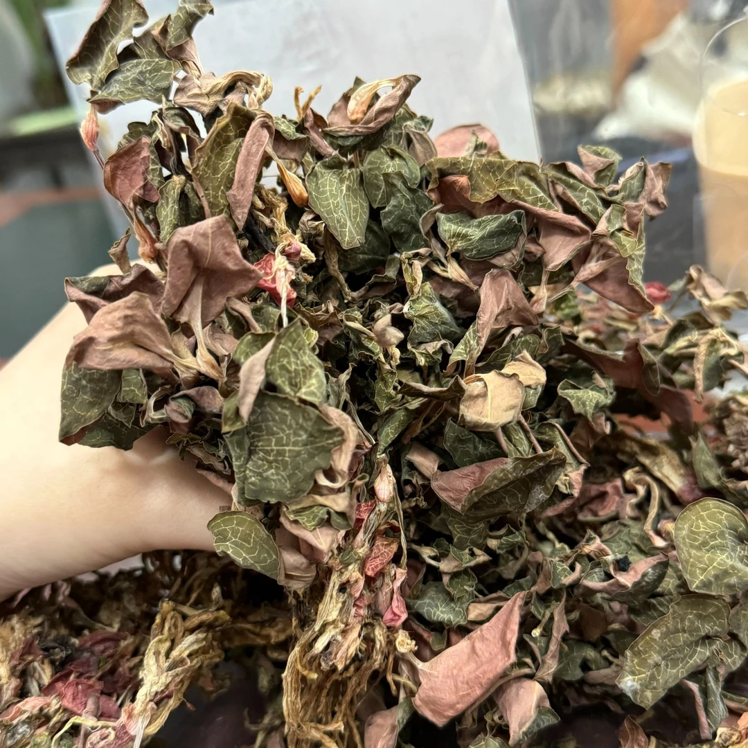 金线莲 整株 泡水优选