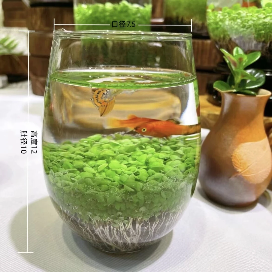 【小龙蛋】10*12生态鱼瓶桌面微景观水培绿植造景鱼虾水草自循环