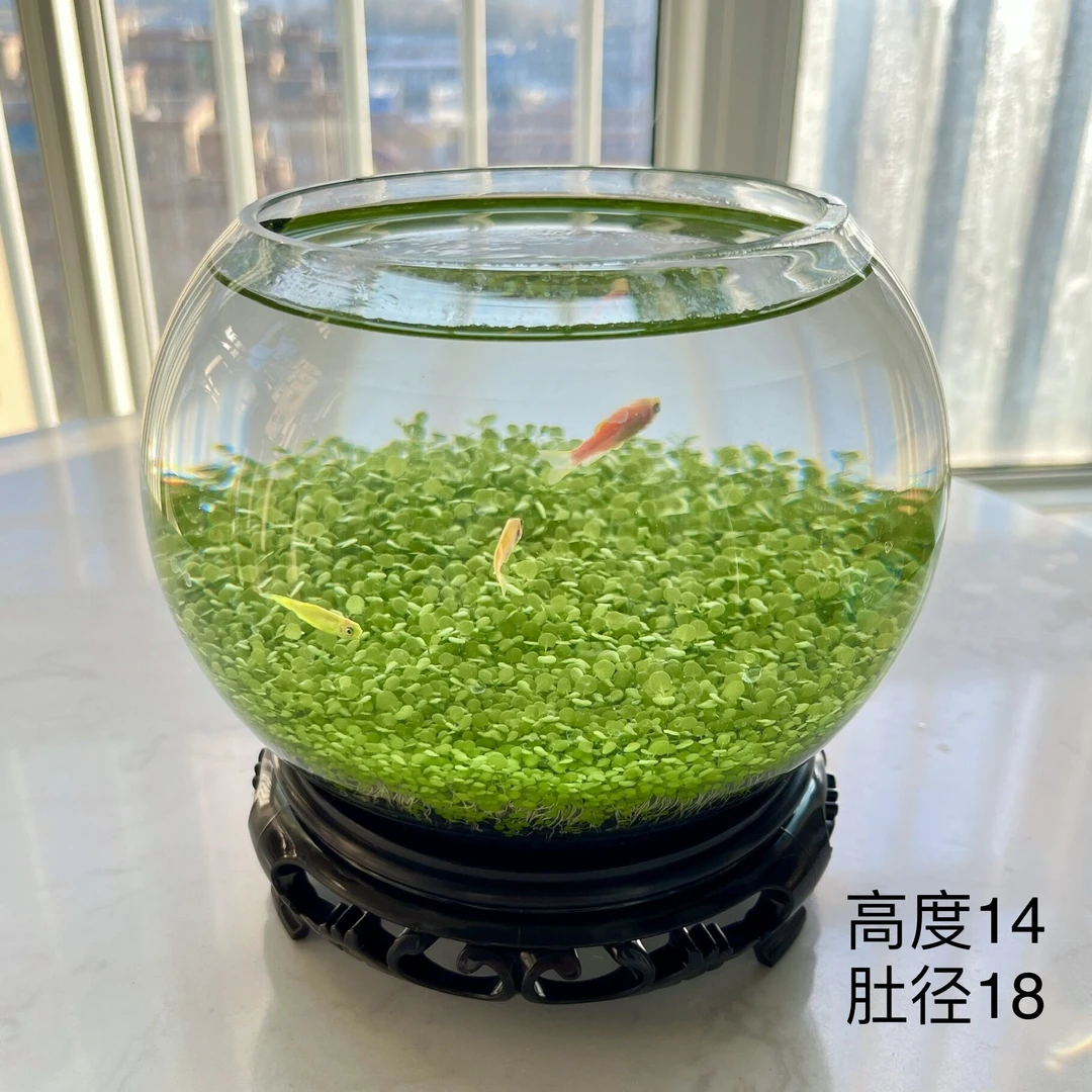 生态水草缸桌面微景观水培绿植造景装饰客厅办公桌面创意水培摆件