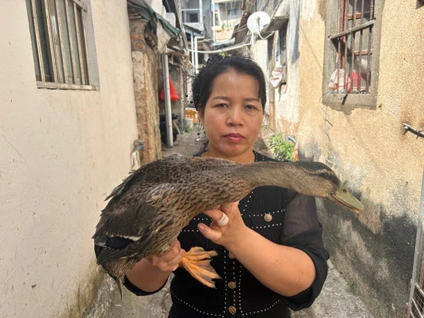 小麻鸭煲汤清蒸味道鲜美现宰快递送货上门