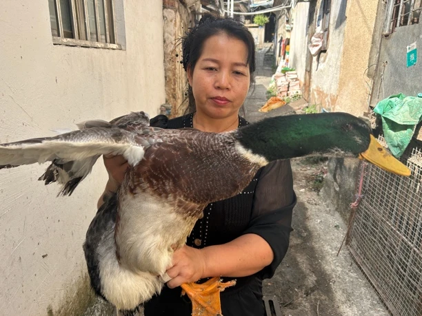 农家青头老鸭肉质紧实味道鲜美现宰送货上门