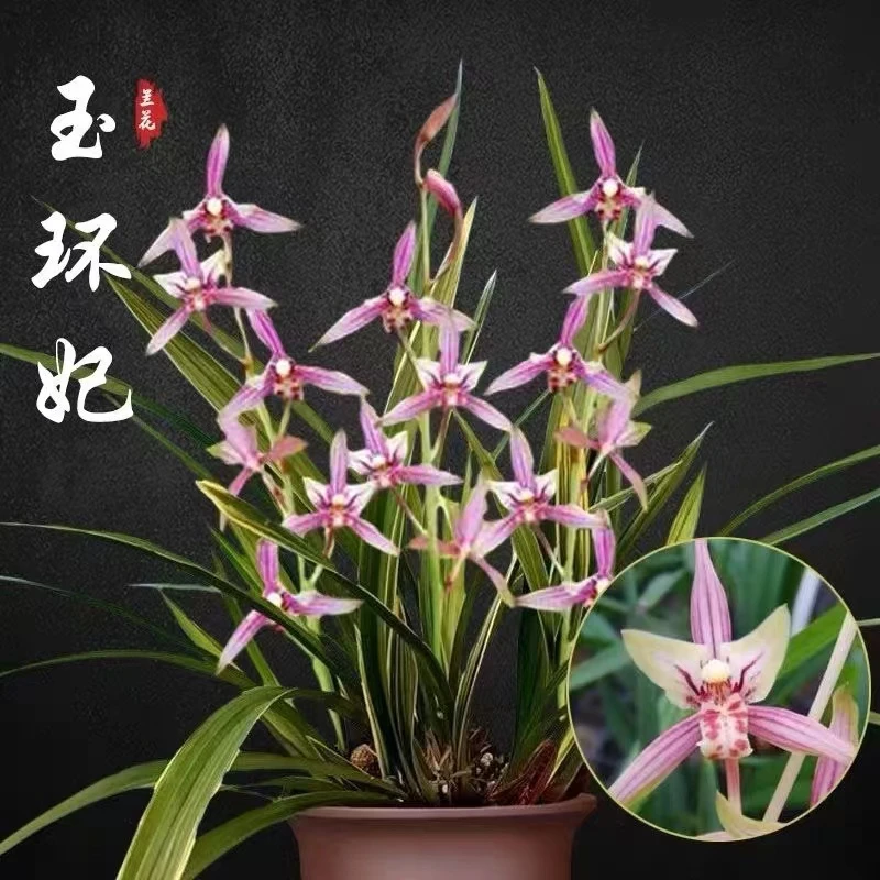 精品建兰带花苞【玉环妃】新手室内盆栽开花浓香型好养易活兰花
