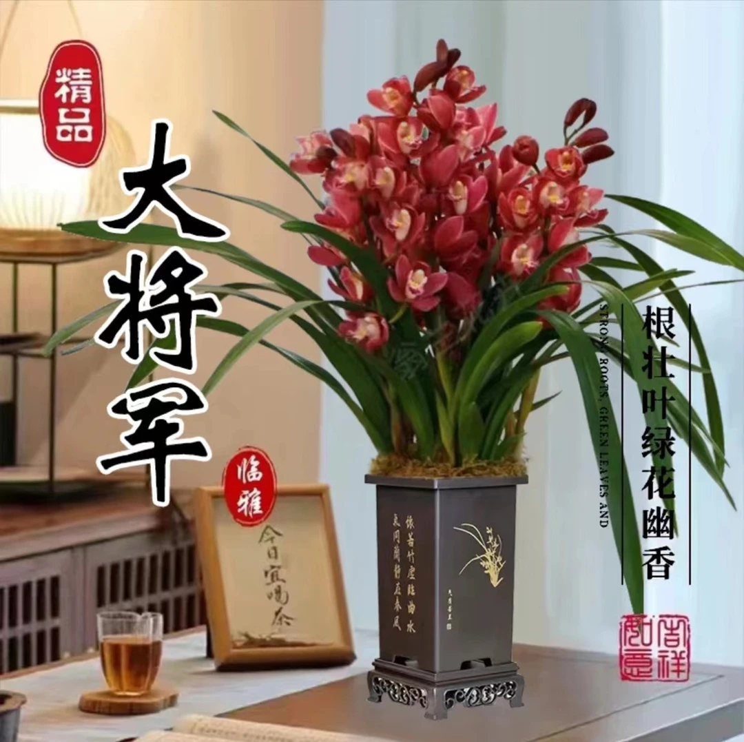 建兰当年开花【大将军】6苗起室内盆栽开花浓香型好养易活