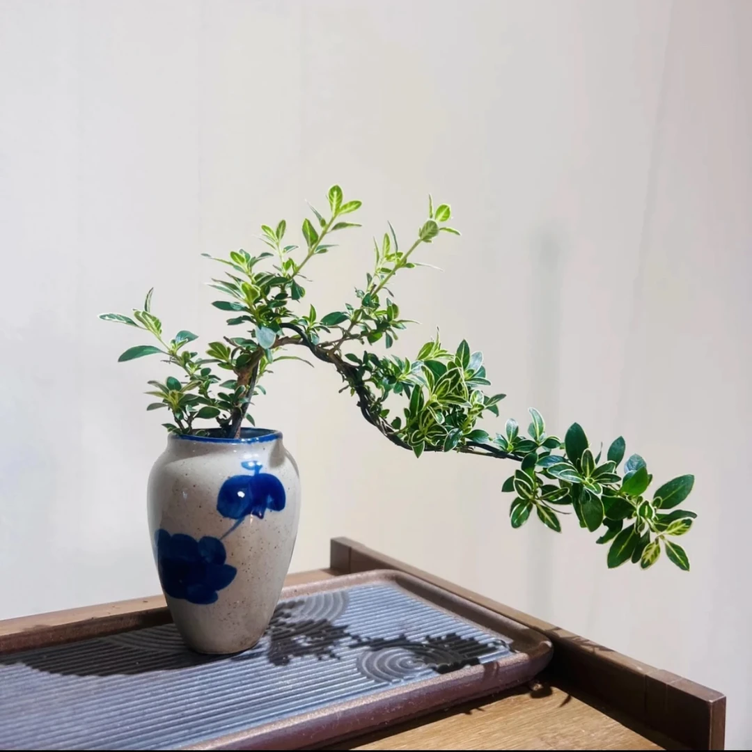 青花盆+金边六月雪一整套室内绿植盆栽