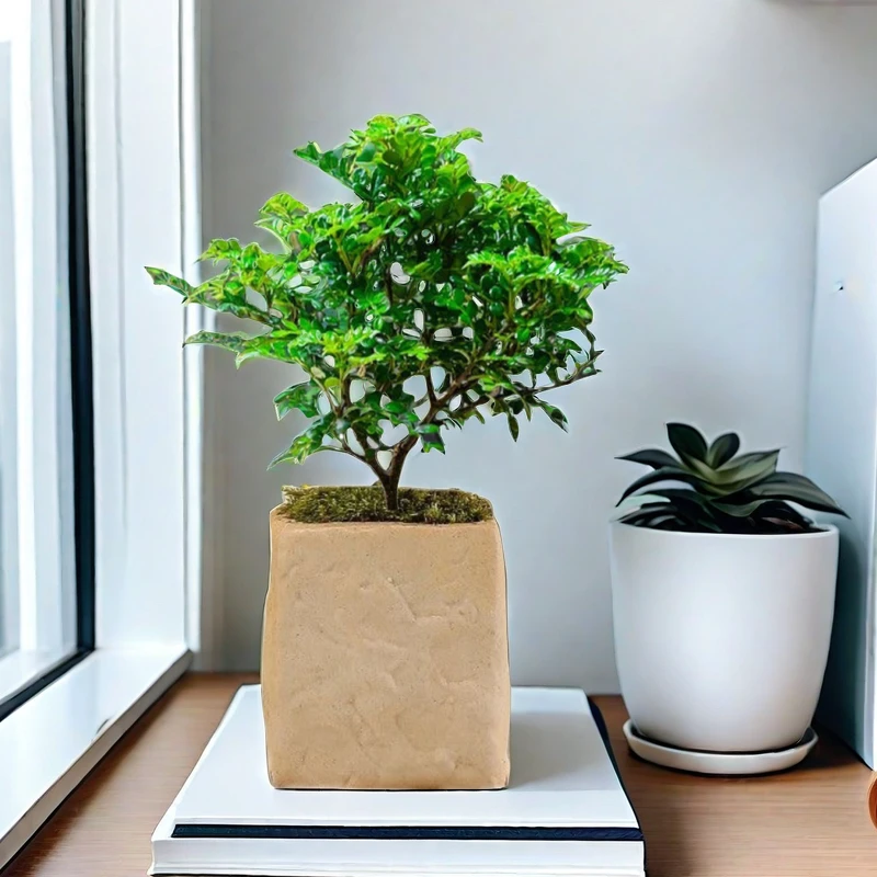 清香胡椒木桌面绿植小盆栽