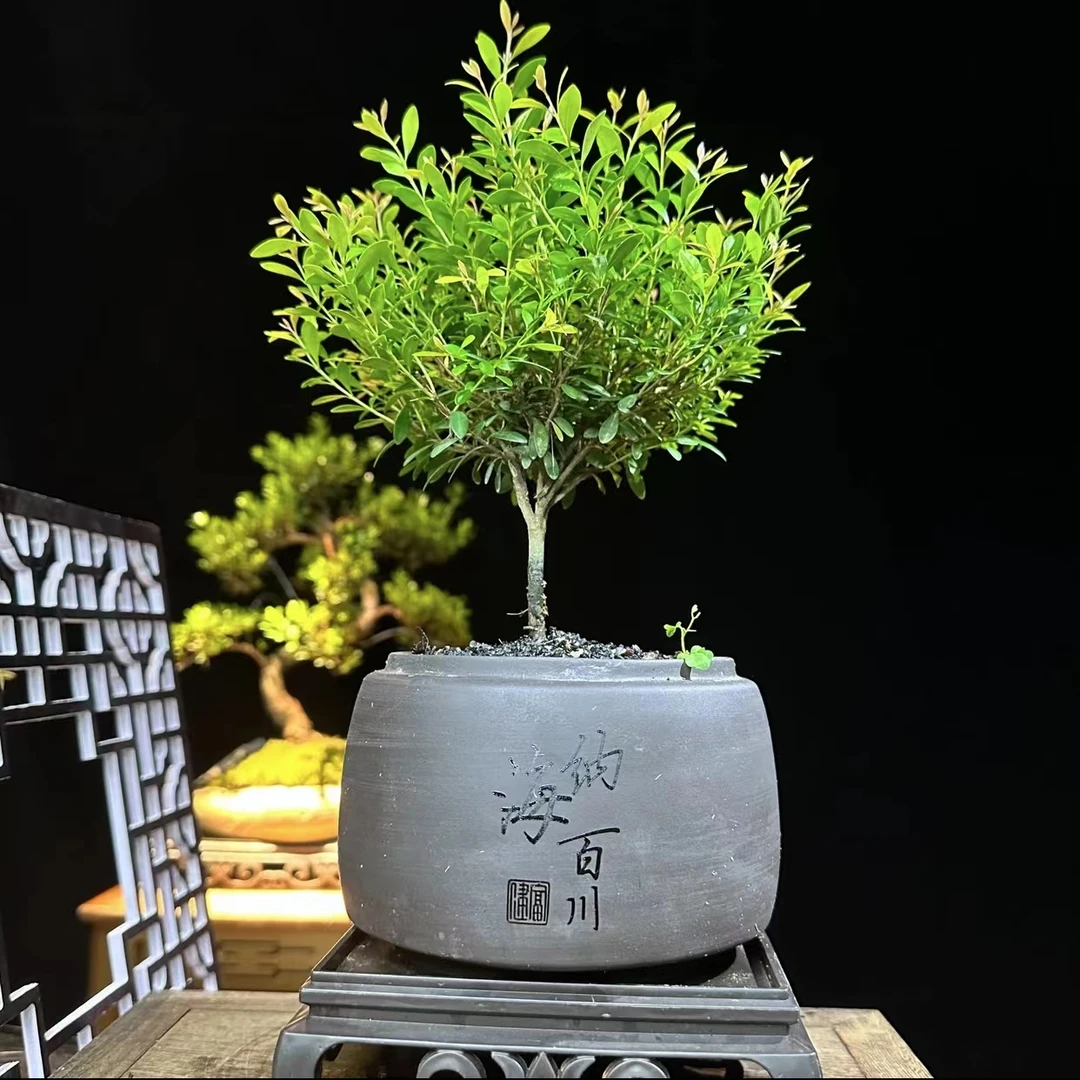 小叶赤楠盆景老桩净化空气美观绿植室内盆栽鲜活造型实物适合季节