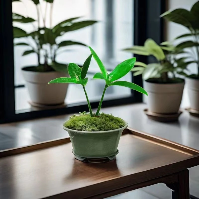 幸运四叶草迷你桌面绿植小盆栽