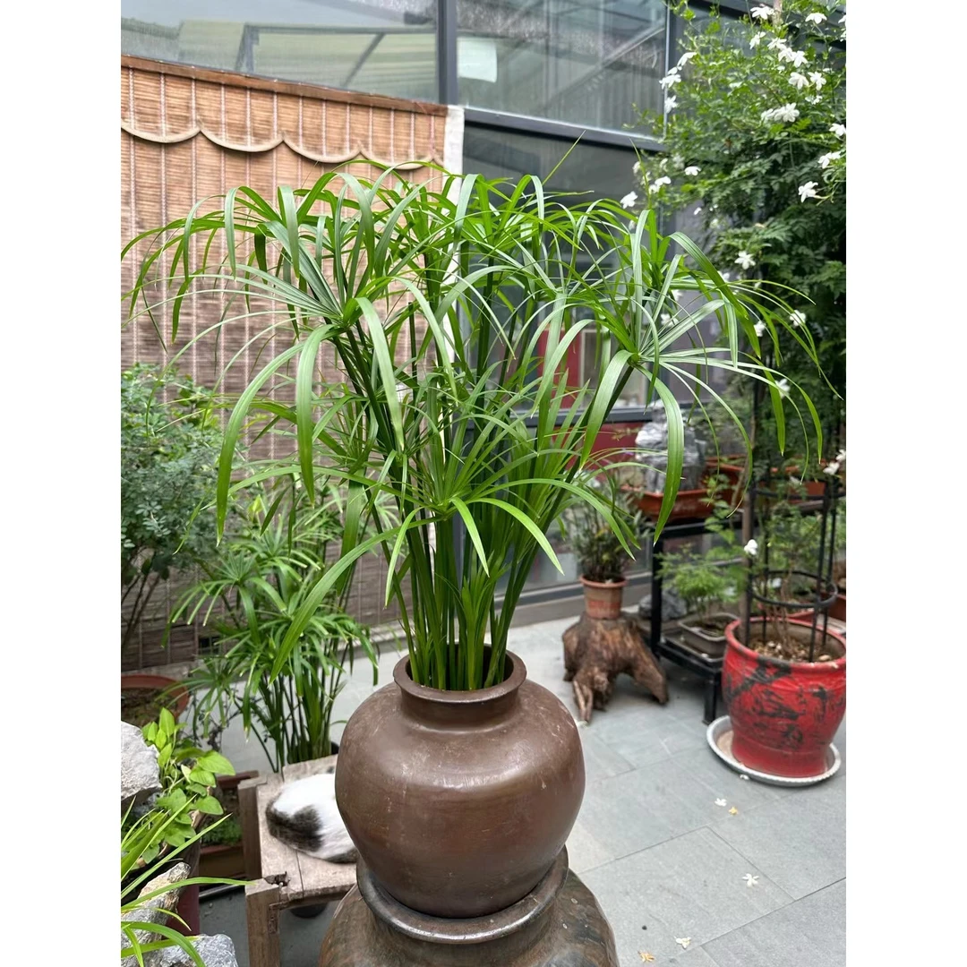 水生植物龟水竹盆栽绿植水棕竹鱼缸水池塘旱伞草风车草苗四季常青