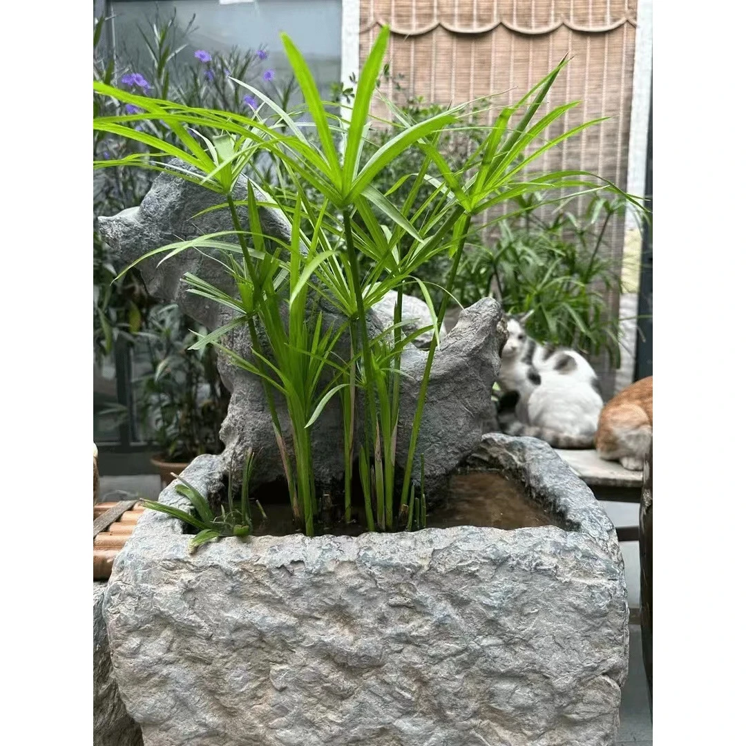 风车水竹龟水竹盆栽绿植水棕竹鱼缸水池塘旱伞草风车草苗四季常青