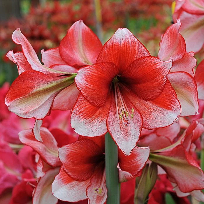 天天朱顶红/星尘/幻觉单瓣大花带喷点拉丝多年生花苞种植花园阳台