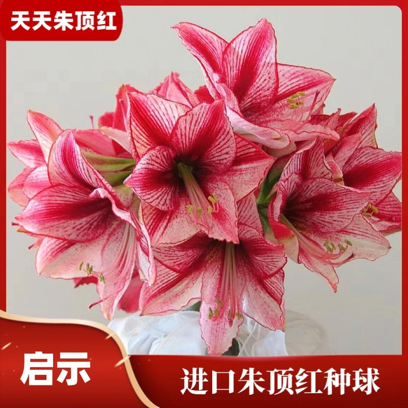 天天朱顶红/启示录进口单瓣朱顶红开花种球多年生室内外开花