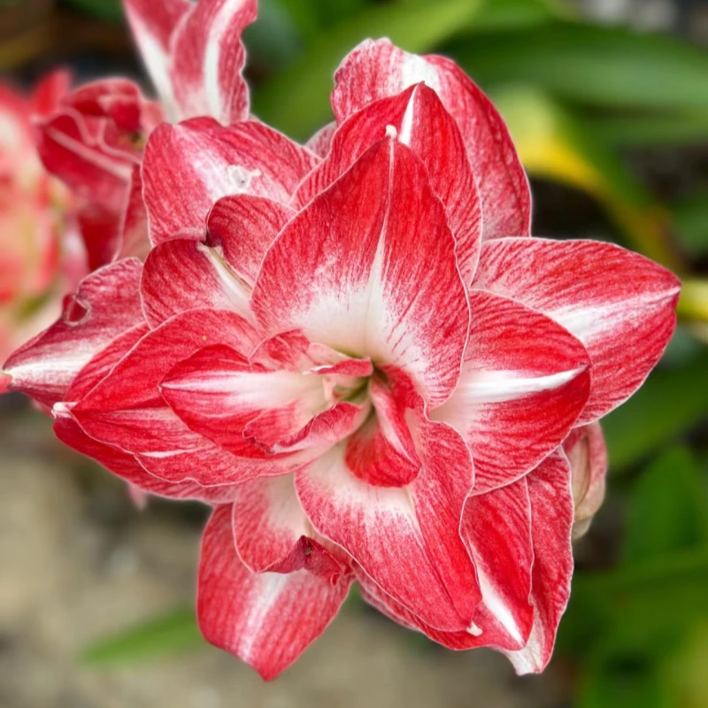 天天朱顶红/澳朱绝妙直径2厘米以上自然球现挖现发苗情好