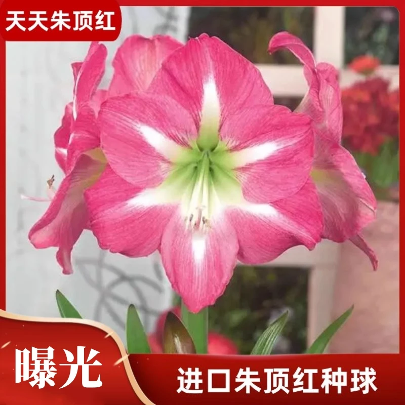 天天朱顶红/爆光进口朱顶红种球花园阳台大花多年生花卉球根植物