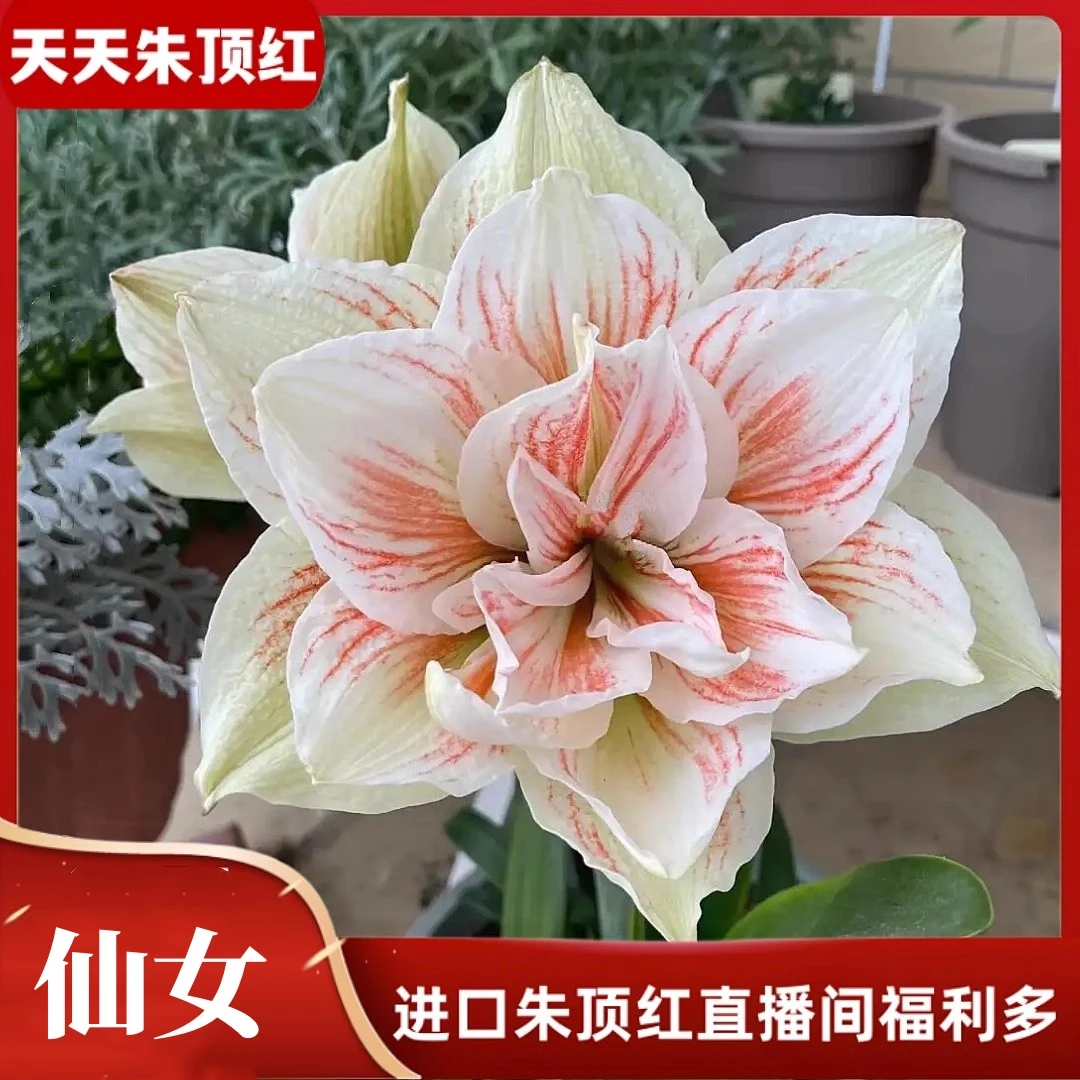 天天朱顶红/仙女/女神进口朱顶红种球荷兰开花球大花型重瓣阳台花