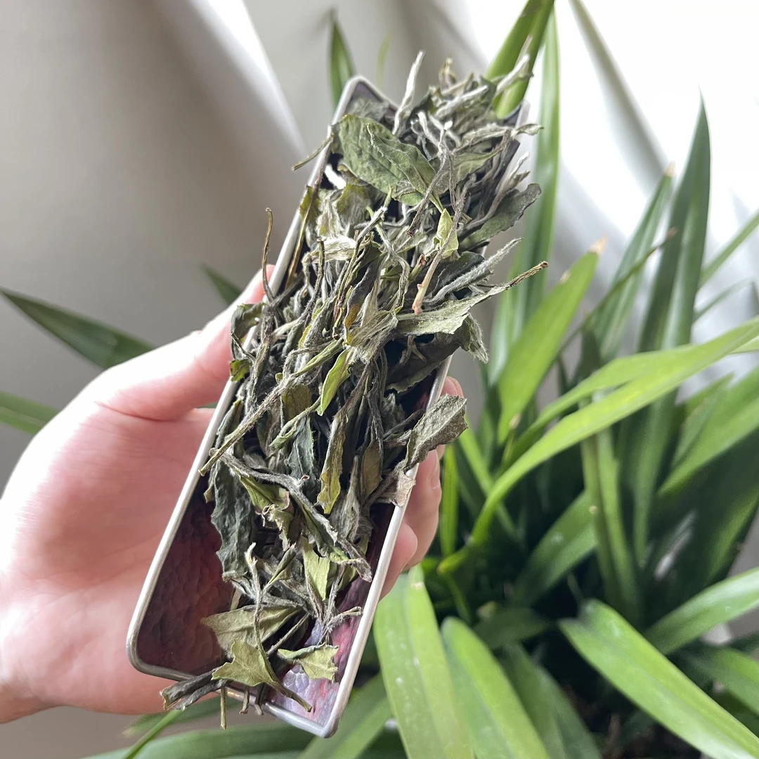 【制茶大师蔡佳亮寿眉系列】2024年古树寿眉散茶