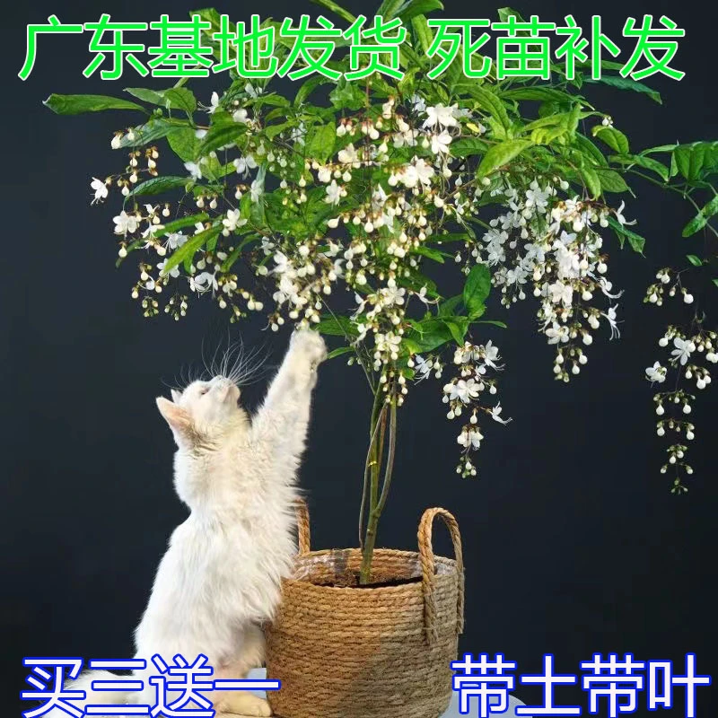 泰国垂丝茉莉花苗当年开花苗室内绿植花卉白蝴蝶阳台花园植物