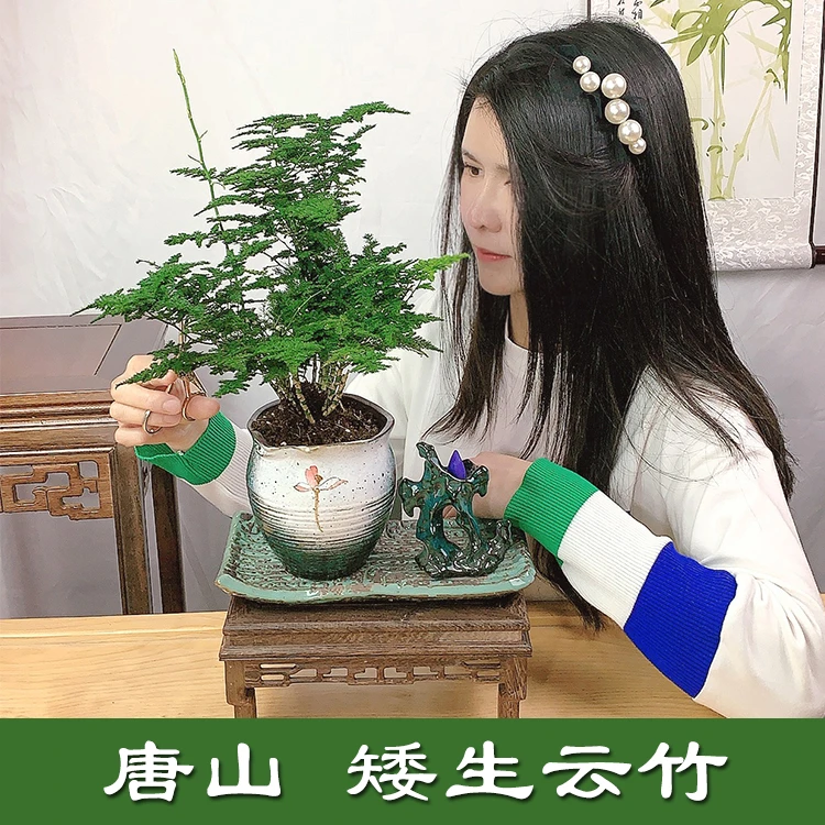 正宗唐山云竹矮生文竹云松竹桌面小绿植抗寒耐冻四季常绿观叶盆景