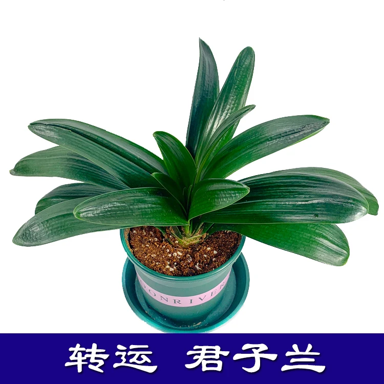 转运君子兰转兰四季常青室内绿植花卉阳台桌面盆栽基地直销包邮