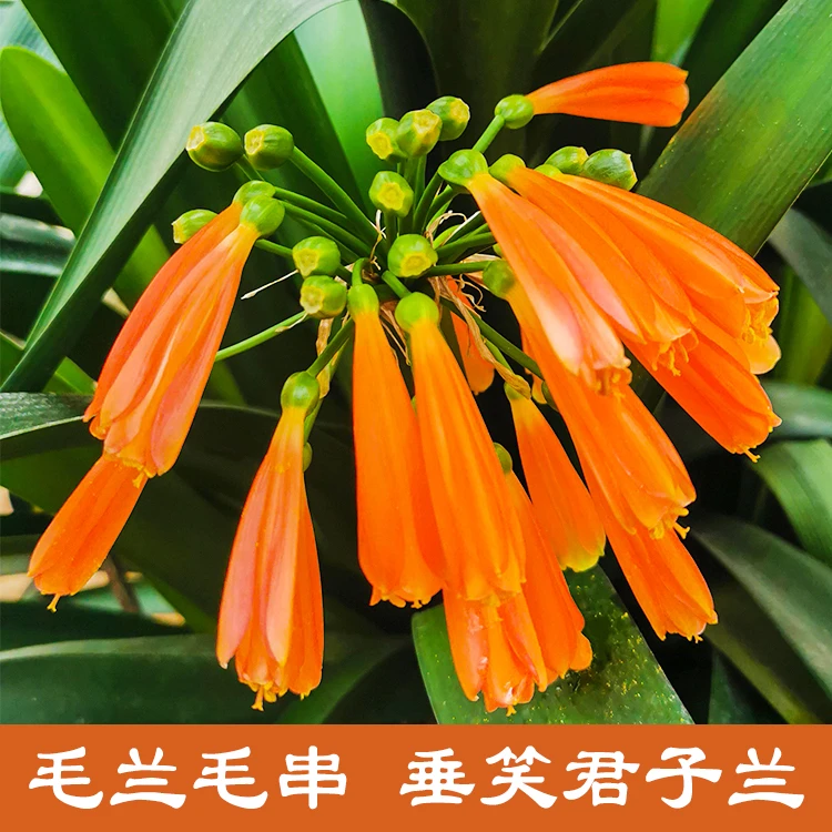 毛兰毛串垂笑君子兰四季常青观花观叶绿植室内花卉桌面小盆栽花卉