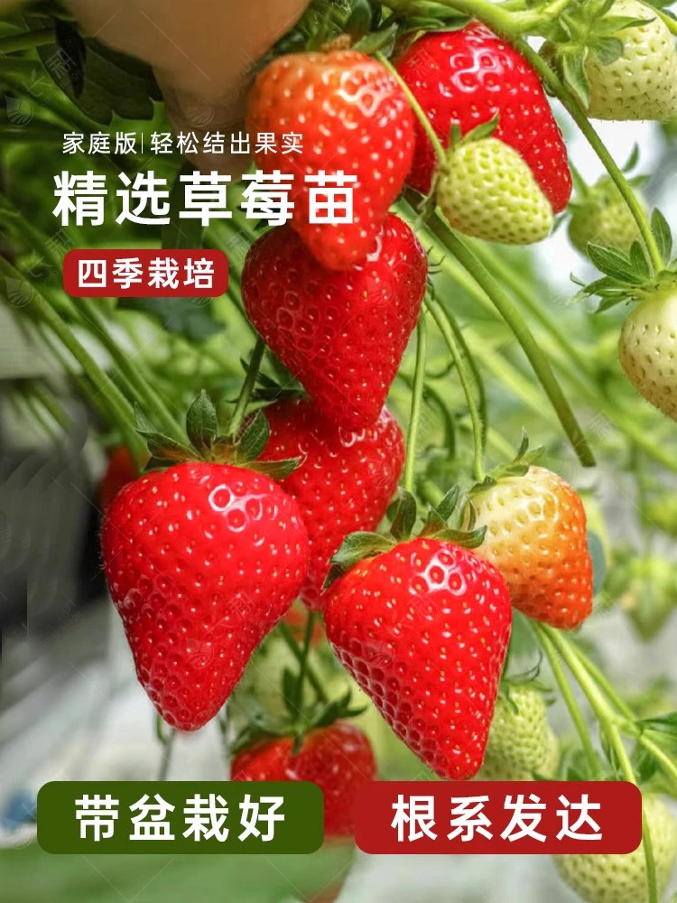 草莓种籽四季奶油草莓苗子阳台室内外盆栽章姬花种子红颜籽种大全