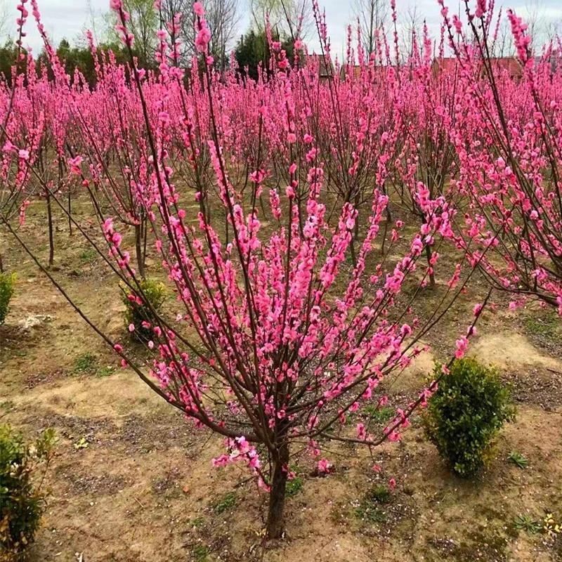 原生梅花苗 红梅树苗庭院地栽耐寒植物园林绿化苗木