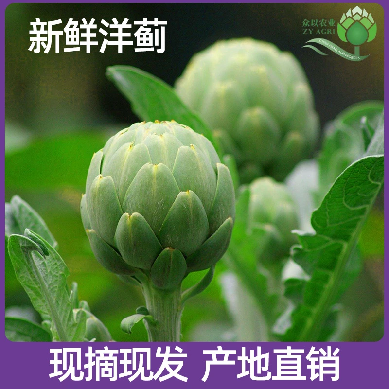 新鲜洋蓟蔬菜朝鲜蓟菜蓟法国百合Artichoke按斤售卖包邮健康食用