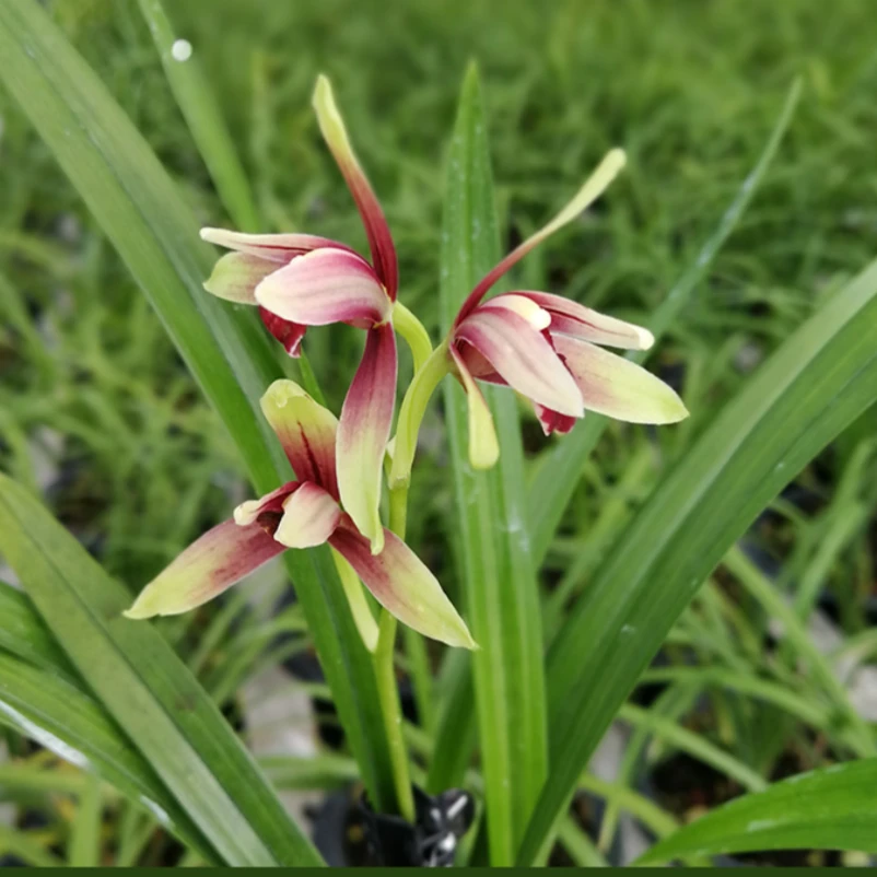 周花花名贵兰草植物室内花卉兰花盆栽国兰