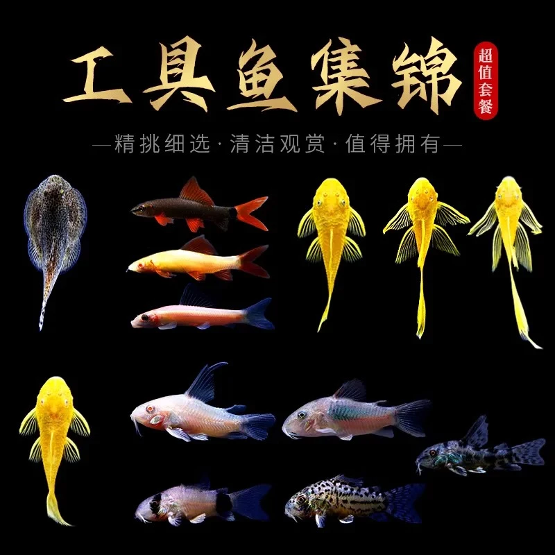 鱼缸清洁鱼金苔鼠热带观赏鱼老鼠鱼青苔鼠清道夫工具鱼除藻清粪便