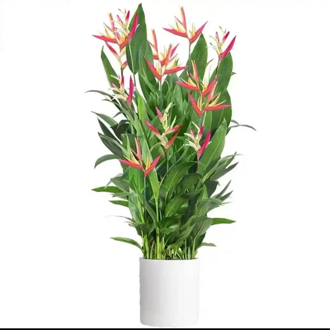 蝎尾蕉1.6-1.7m绿植常年开花客厅盆栽大型净化空气
