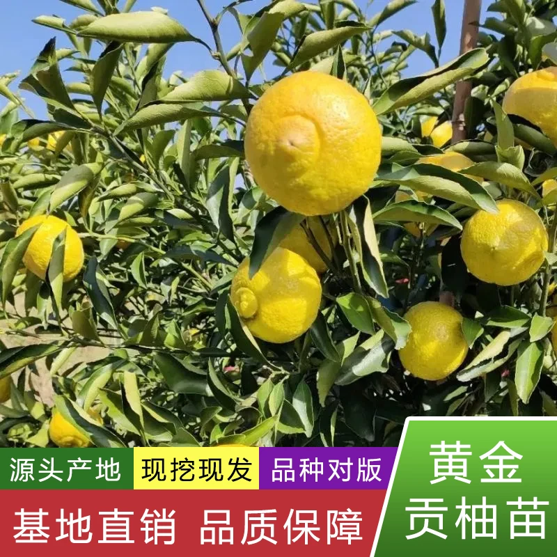 【黄金贡柚】现挖现发裸根苗果树苗嫁接苗可盆栽可地栽