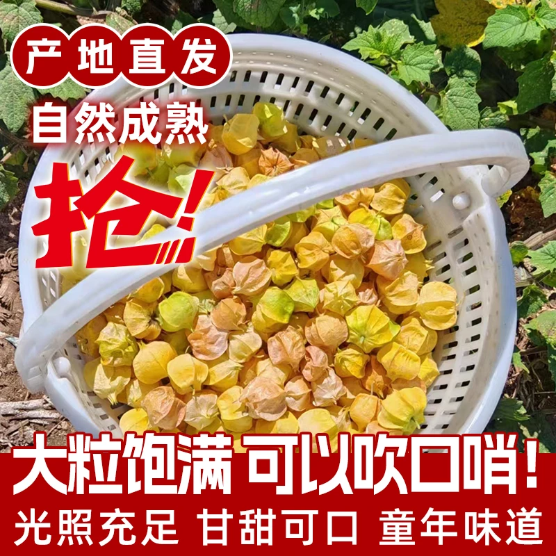 【精品大豆菇娘果】东北新鲜正宗菇娘果灯笼果香甜爆汁果园直发