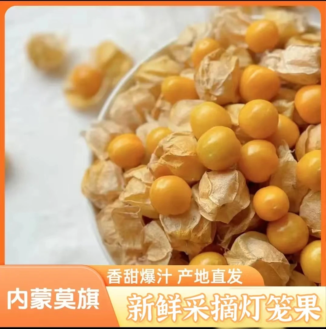 东北内蒙古大菇娘小果菇娘果新鲜灯笼果香甜爆汁产地直发