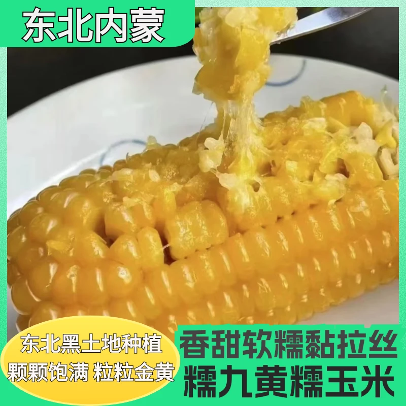 东北糯九真空黄糯玉米黑土甜糯黏玉米香甜 真空箱装苞米
