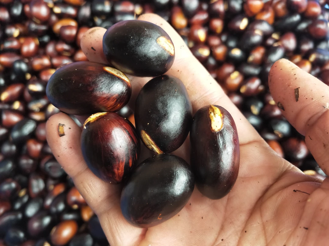 广东清远新鲜凤眼果现摘萍婆果富贵子稀奇古怪水果手工挑选黑果