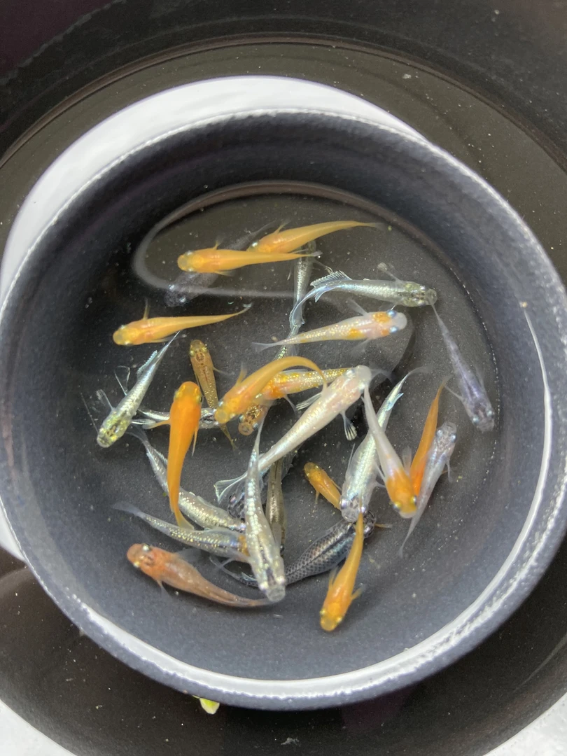 观背青鳉观赏鱼 直播一物一拍