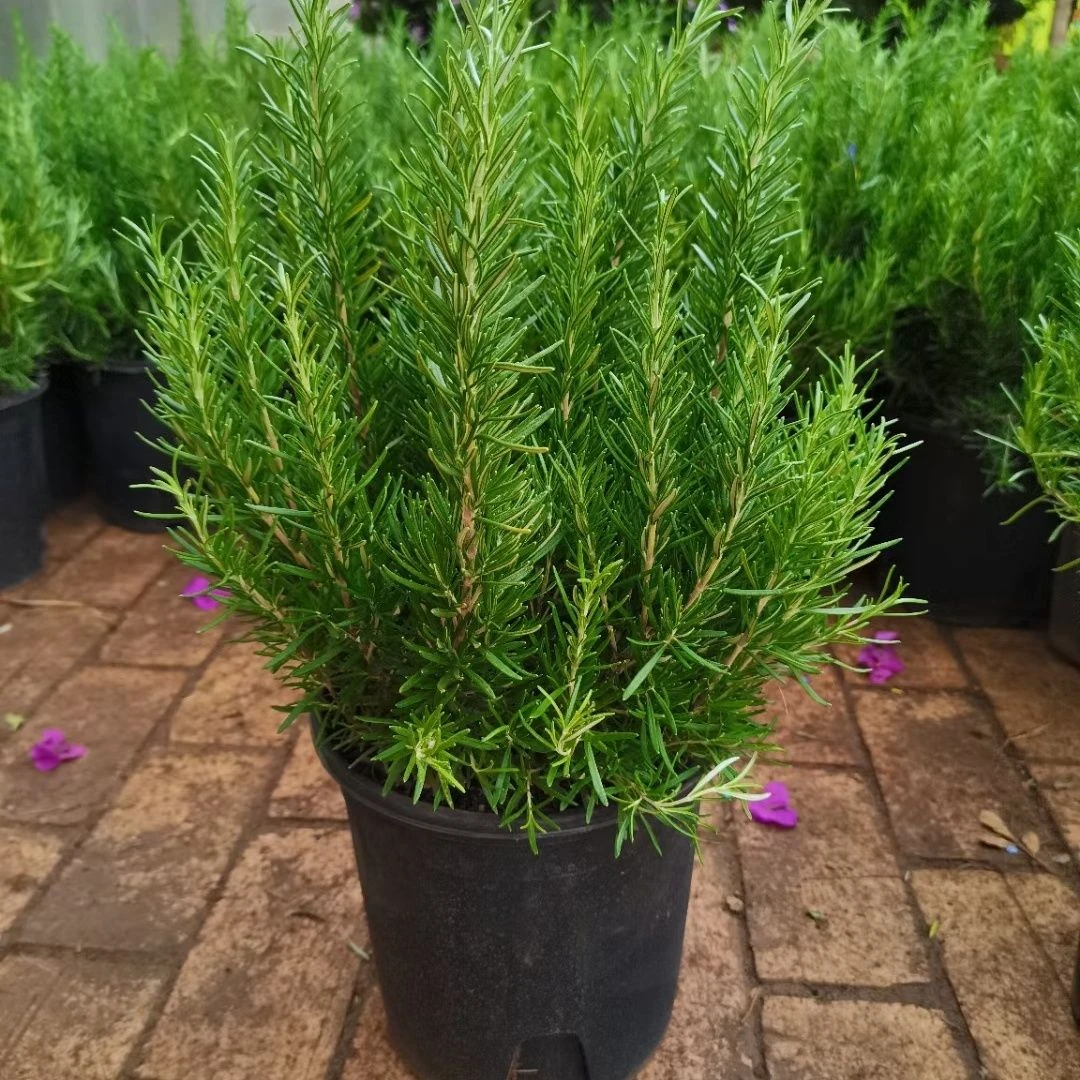 新鲜迷迭香薄荷可食用西餐牛排新鲜烧烤烘焙调料西餐用香料香草