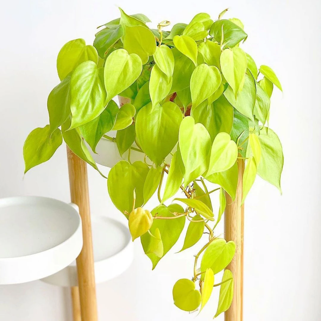 柠檬汁蔓绿绒柠檬色心型叶片热带阳台绿植物盆栽进口网红黄金绿萝