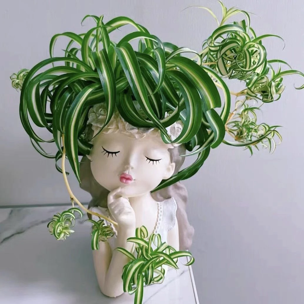 金心卷叶吊兰法国女郎邦尼室内外阳台净化空气吸甲醛水培好养绿植