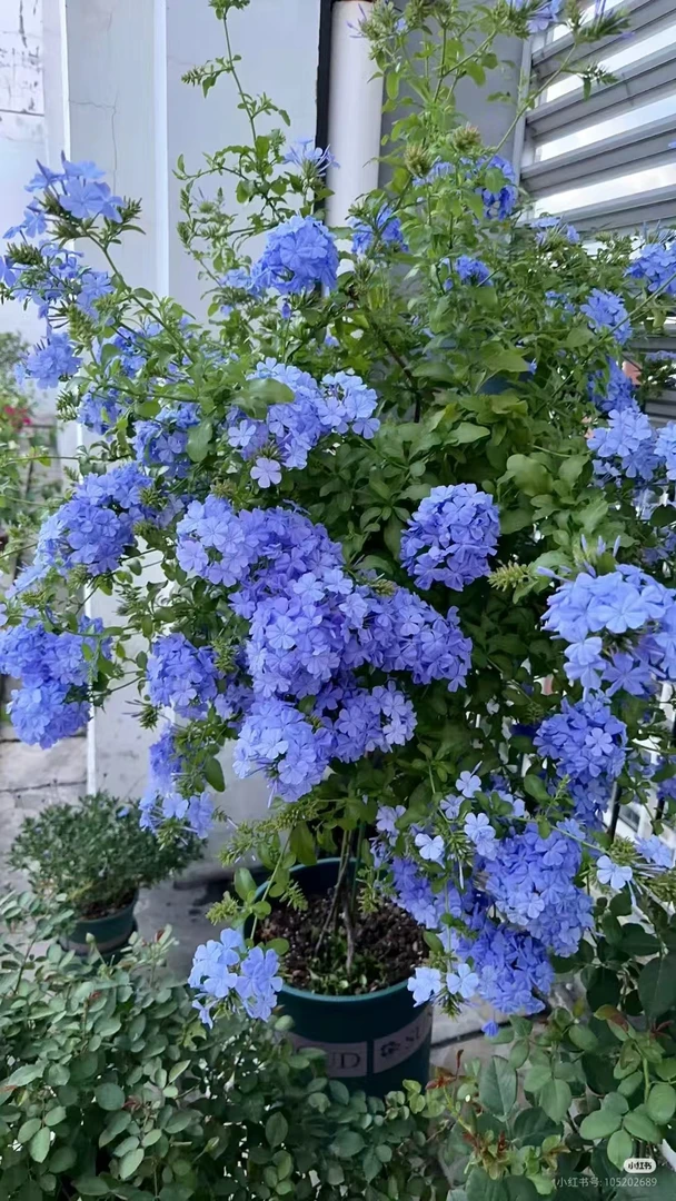 蓝雪花四季开花爬藤垂钓开花机器