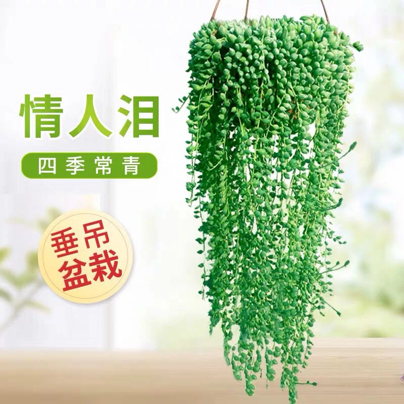 多肉植物情人泪珍珠吊兰长藤垂吊室内盆栽花卉耐阴好养绿植佛珠