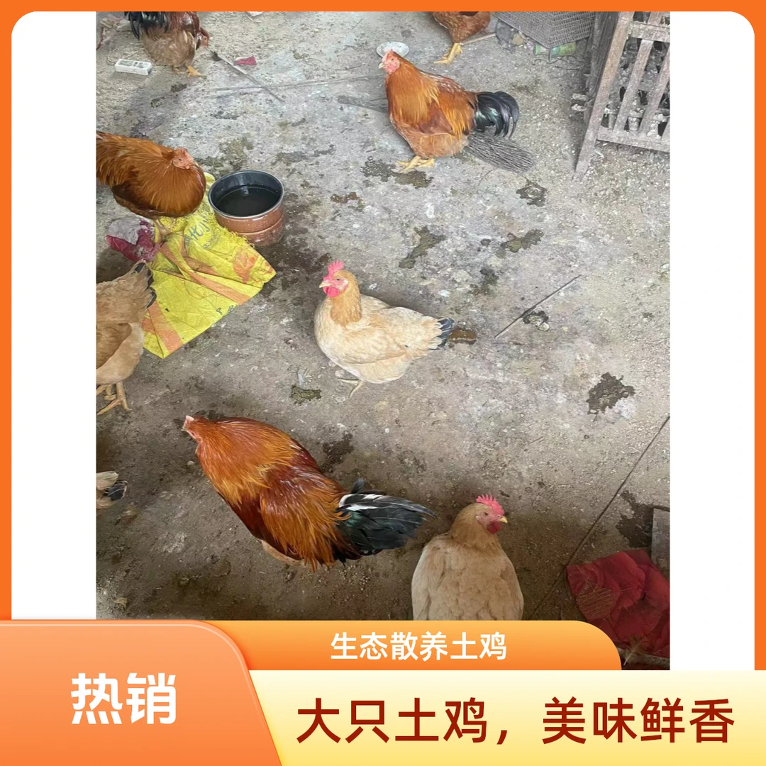1号链接农村家养散养土鸡土鸭 直现场挑 现称现宰现发 顺丰冷链发