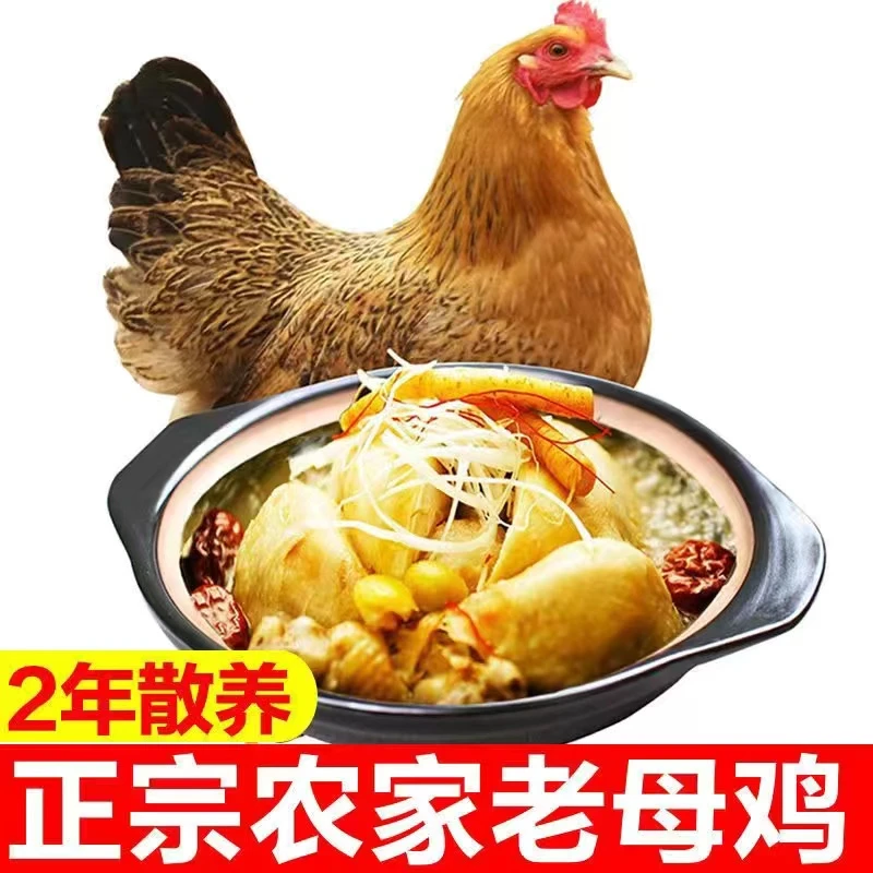 【T】2-3年东北农家散养走地黄油老母鸡散养土鸡3.5-4斤左右