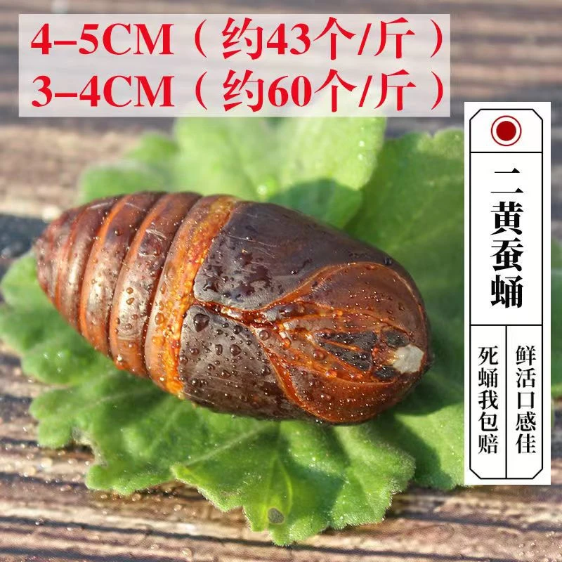 【工厂直发】东北特产蚕蛹新鲜蚕蛹包邮