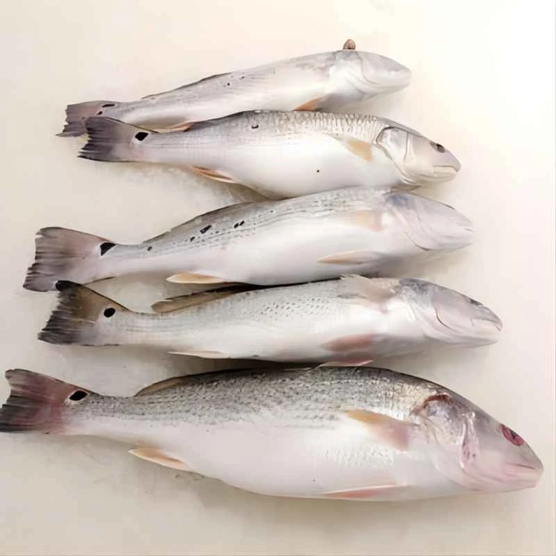白花鱼600-700g/只