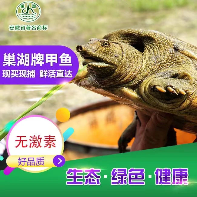 巢湖牌食用甲鱼外塘放养生态养殖1-7斤鲜活包邮（包活到家）