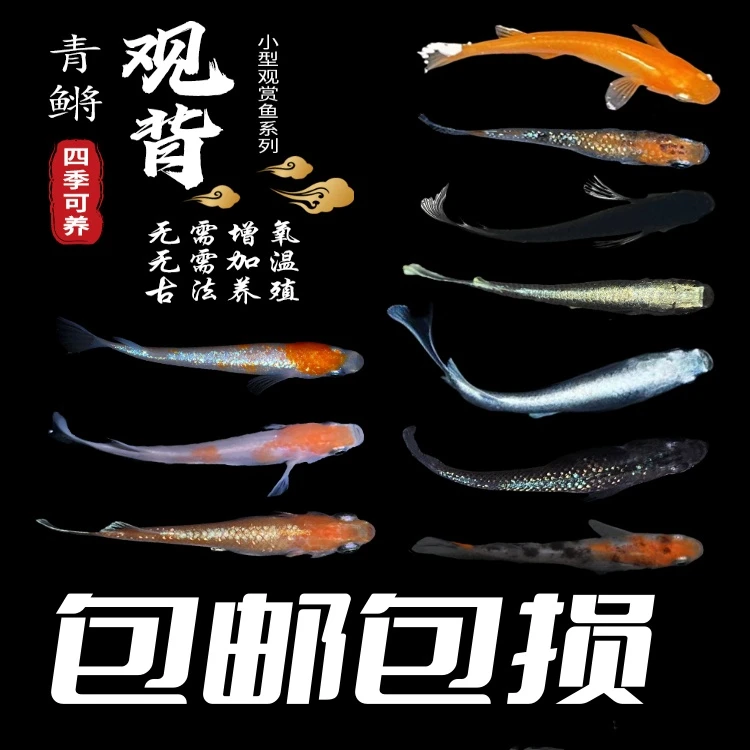 观背青鳉鱼 小型鱼 迷你观赏鱼 冷水鱼 广温鱼 活体发货