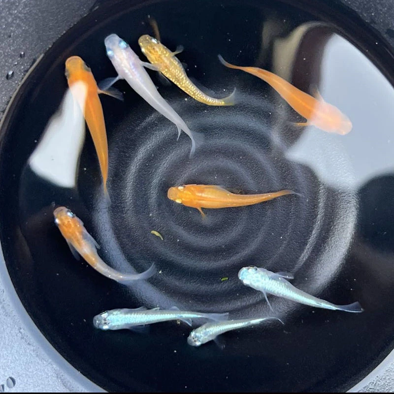 观背青鳉 2-3厘米(迷你小型观赏鱼)送饲料  尽量用黑色容器饲养